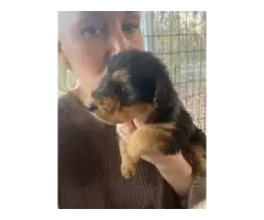 Beautiful Airedale terrier puppies
