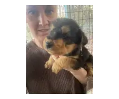 Beautiful Airedale terrier puppies - 4