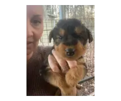 Beautiful Airedale terrier puppies - 5