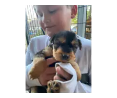 Beautiful Airedale terrier puppies - 7