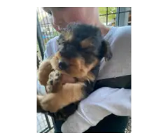 Beautiful Airedale terrier puppies - 8