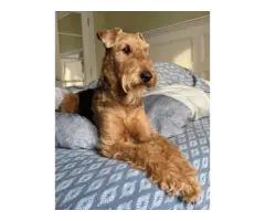 Beautiful Airedale terrier puppies - 9