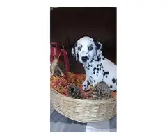Black / white and liver Dalmatian puppies for sale