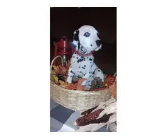 Black / white and liver Dalmatian puppies for sale