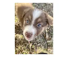 6 boys and 2 girls Aussie puppies for sale - 1