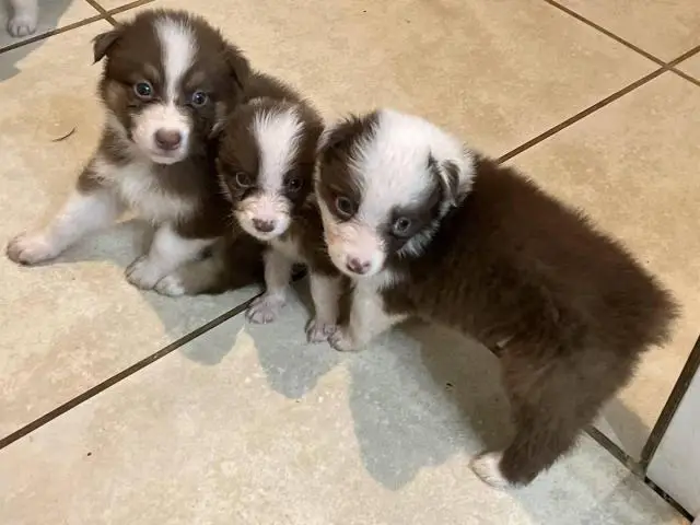 6 boys and 2 girls Aussie puppies for sale - 2/12