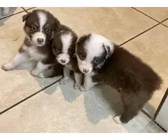 6 boys and 2 girls Aussie puppies for sale - 2
