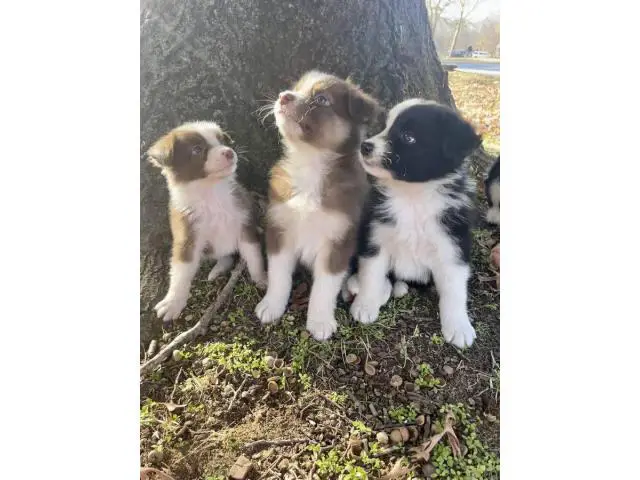 6 boys and 2 girls Aussie puppies for sale - 3/12