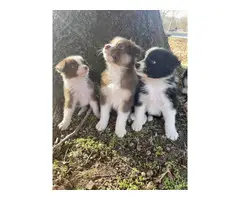 6 boys and 2 girls Aussie puppies for sale