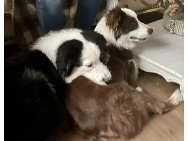6 boys and 2 girls Aussie puppies for sale - 4/12