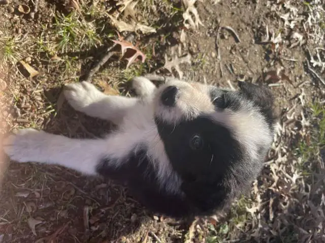 6 boys and 2 girls Aussie puppies for sale - 5/12