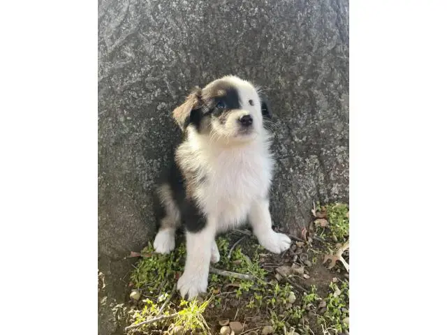 6 boys and 2 girls Aussie puppies for sale - 6/12