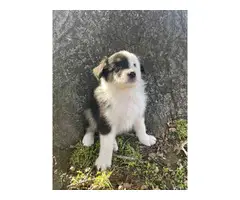 6 boys and 2 girls Aussie puppies for sale - 6