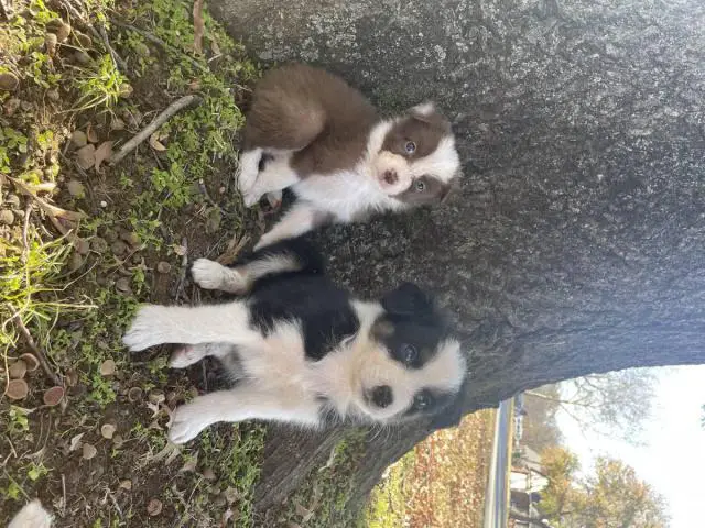 6 boys and 2 girls Aussie puppies for sale - 7/12