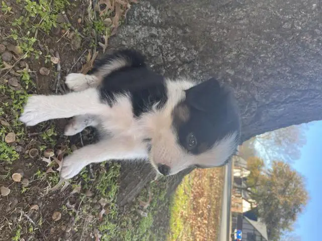 6 boys and 2 girls Aussie puppies for sale - 8/12