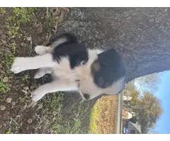 6 boys and 2 girls Aussie puppies for sale