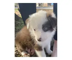 6 boys and 2 girls Aussie puppies for sale - 9