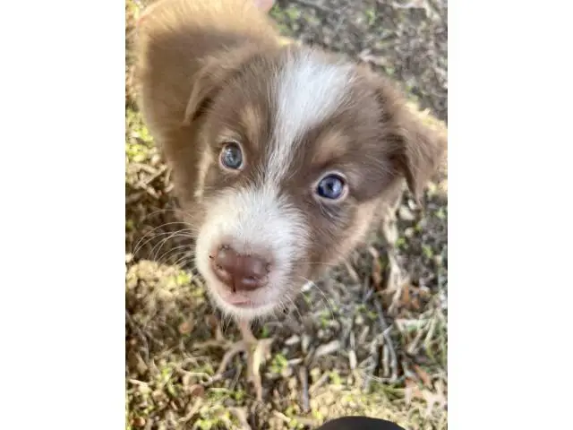 6 boys and 2 girls Aussie puppies for sale - 11/12