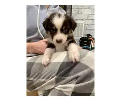 6 boys and 2 girls Aussie puppies for sale - 12