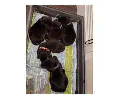 8 weeks old black Labrador retriever puppies