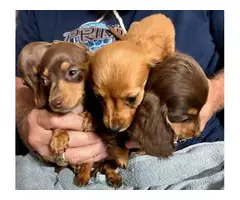3 chocolate tan & 1 red miniature dachshunds