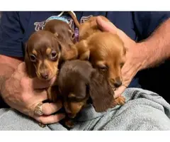 3 chocolate tan & 1 red miniature dachshunds