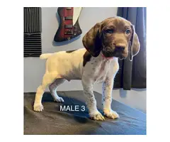 4 German Shorthaired puppies