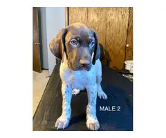 4 German Shorthaired puppies