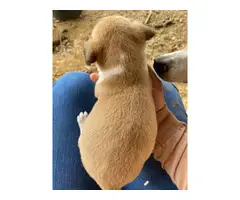 3 Mountain Feist puppies for sale - 2
