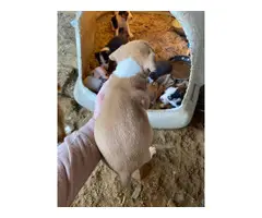 3 Mountain Feist puppies for sale - 5