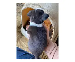 3 Mountain Feist puppies for sale - 6