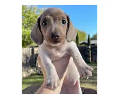 Miniature Piebald Dachshunds looking for homes