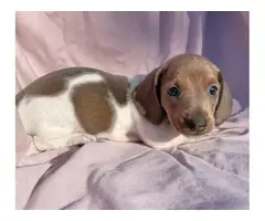 Miniature Piebald Dachshunds looking for homes