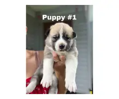 3 Huskita puppies available