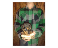 6 purebred Airedale Terrier puppies for sale