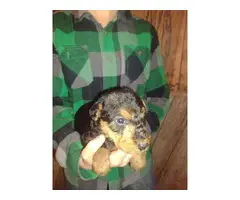 6 purebred Airedale Terrier puppies for sale - 5