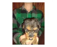 6 purebred Airedale Terrier puppies for sale - 7