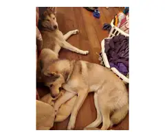 2 mini husky boy puppies - 2