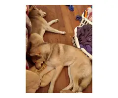 2 mini husky boy puppies - 3