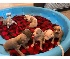 8 weeks old American Bully puppies looking for new homes