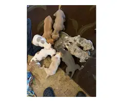 8 weeks old American Bully puppies looking for new homes - 2