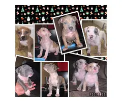 8 weeks old American Bully puppies looking for new homes - 3