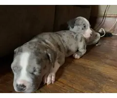 8 weeks old American Bully puppies looking for new homes - 4