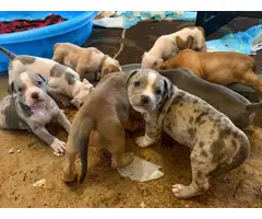 8 weeks old American Bully puppies looking for new homes - 6