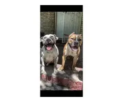8 weeks old American Bully puppies looking for new homes - 9