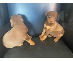 3 red Doberman puppies looking for homes