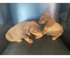 3 red Doberman puppies looking for homes - 2