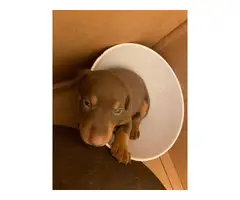 3 red Doberman puppies looking for homes - 3