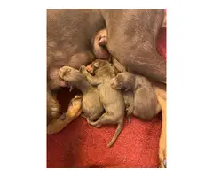 3 red Doberman puppies looking for homes - 4