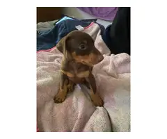 3 red Doberman puppies looking for homes - 6